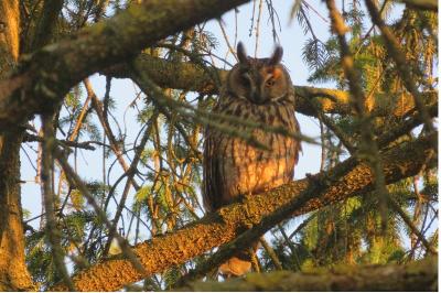 Hibou moyen-duc