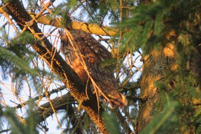 Hibou moyen-duc