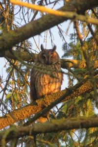 Hibou moyen-duc