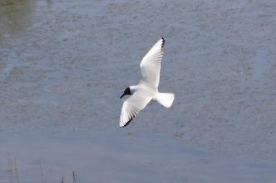 Mouette rieuse