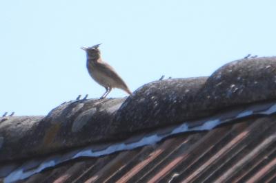 Cochevis huppé