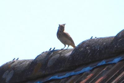 Cochevis huppé