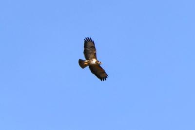 Buse variable
