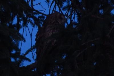 Hibou moyen-duc
