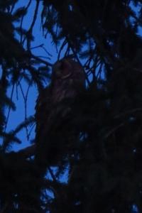 Hibou moyen-duc