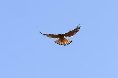 Faucon crécerelle