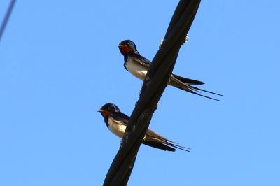 Hirondelle rustique