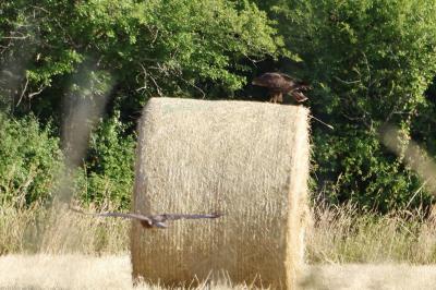 Buse variable