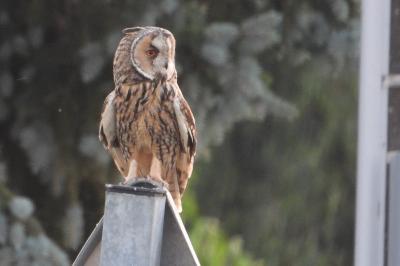 Hibou moyen-duc
