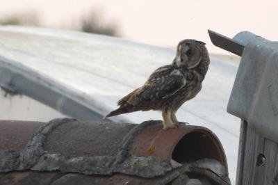 Hibou moyen-duc
