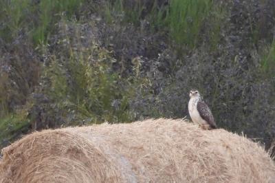 Buse variable