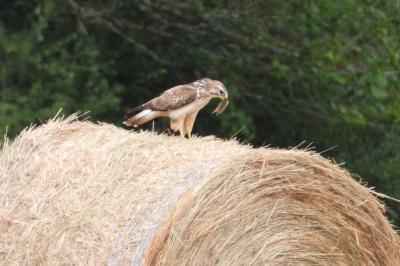 Buse variable