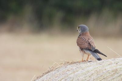 Faucon crécerelle