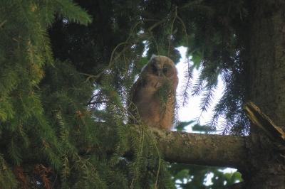 Hibou moyen-duc