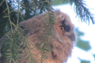 Hibou moyen-duc