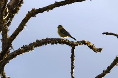 Mésange bleue