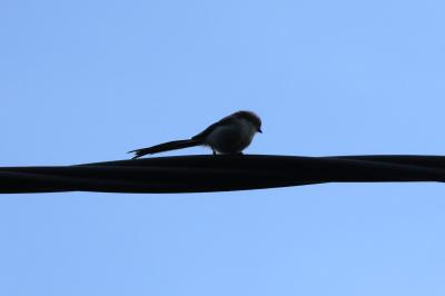 Aegithalos caudatus
