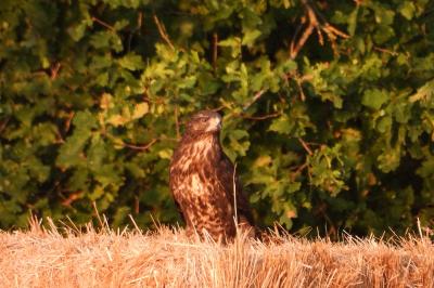 Buse variable