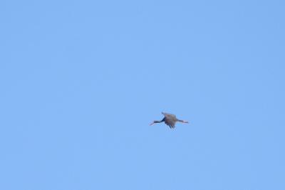 Cigogne noire