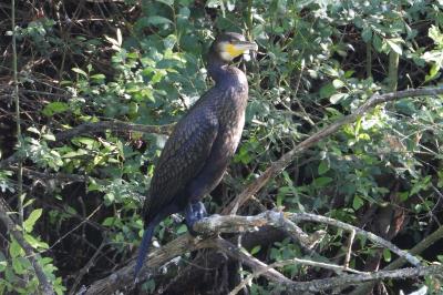 Grand Cormoran