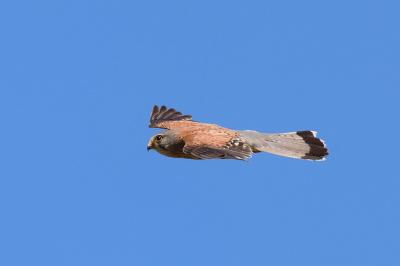 Faucon crécerelle