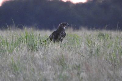 Buse variable