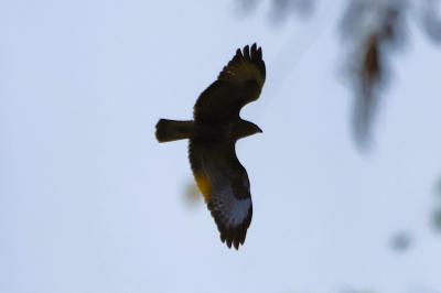 Buse variable