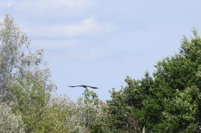 Cigogne noire