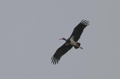 Cigogne noire