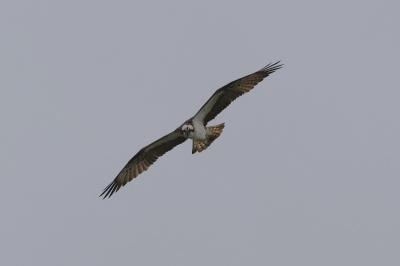 Balbuzard pêcheur