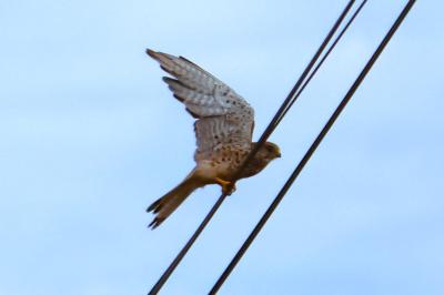 Faucon crécerelle
