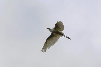 Grande Aigrette