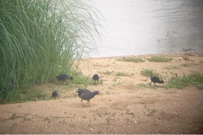 Poule-d'eau