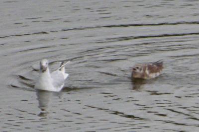 Mouette rieuse