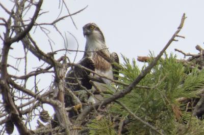 Balbuzard pêcheur