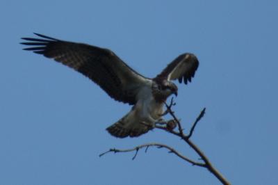 Balbuzard pêcheur