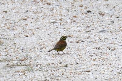 Emberiza cirlus