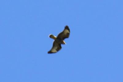 Buse variable