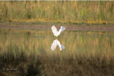 Aigrette garzette