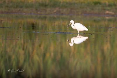 Aigrette garzette