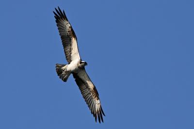 Balbuzard pêcheur