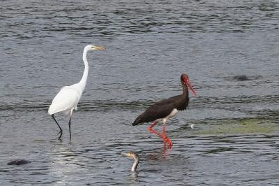 Cigogne noire