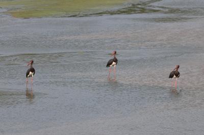 Cigogne noire