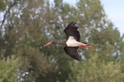 Cigogne noire
