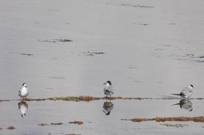 Sterna hirundo