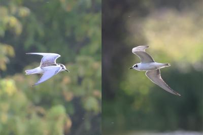 Guifette leucoptère