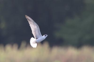 Guifette leucoptère