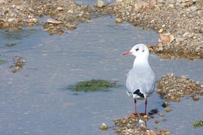 Mouette rieuse