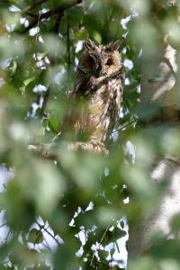 Hibou moyen-duc