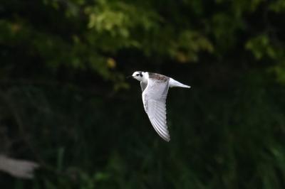 Guifette leucoptère